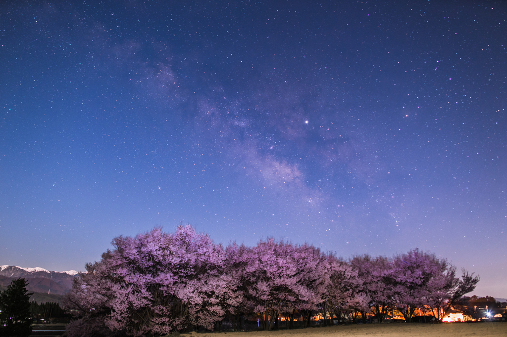 桜めくソラ