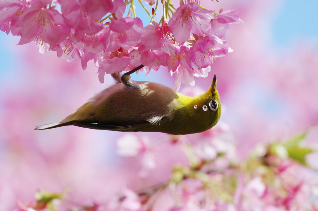 花酔（はなすい）(6)