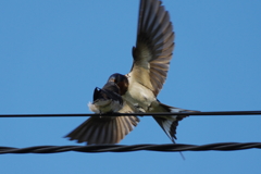 夏急ぐ(3) 夏急ぐ(3)
