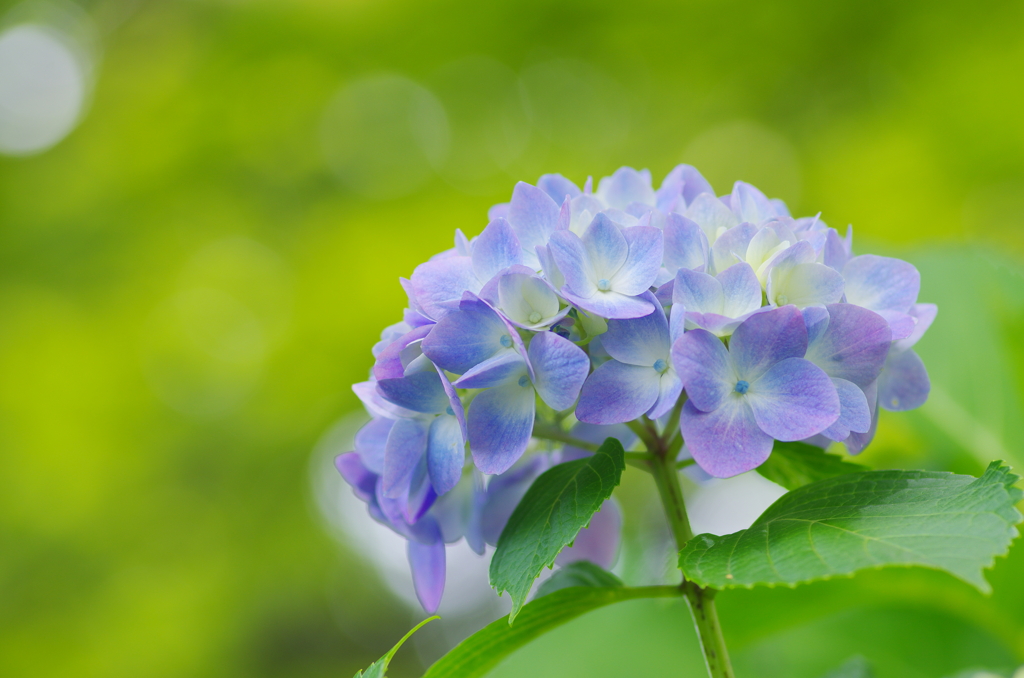 水無月の花細工(4)