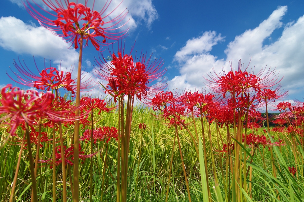 天界に咲く花