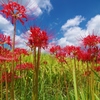 天界に咲く花