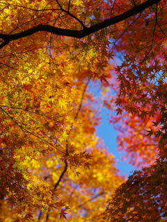 紅葉晴(1)