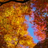 紅葉晴(1)