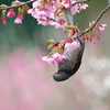 遅い早咲き(13)