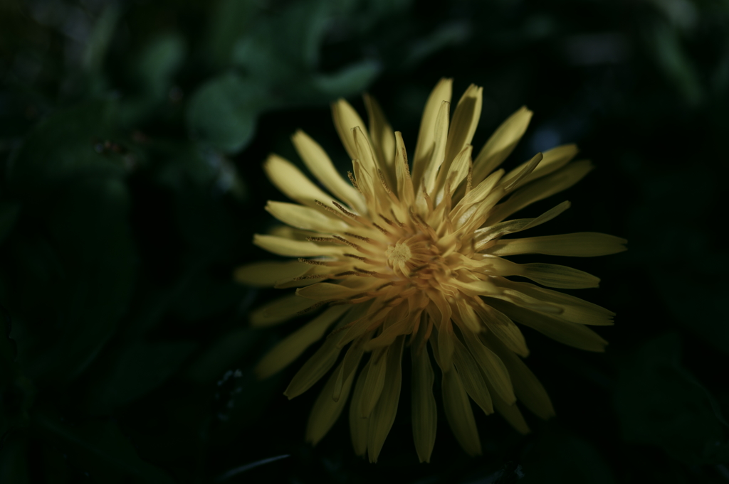 眼下の太陽形(2)