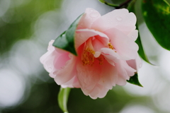 春分の頃(5)