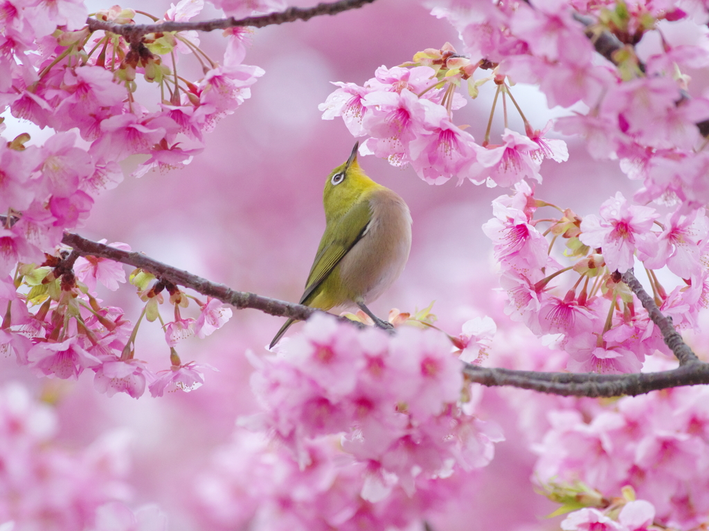 春色に染まれば(1)