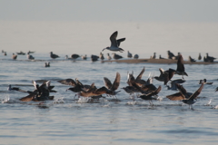 ウインターウインド(2)