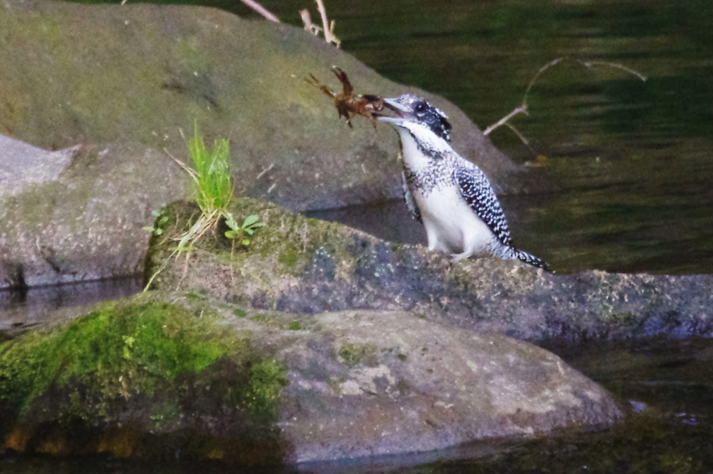 今日はカニッ(1)