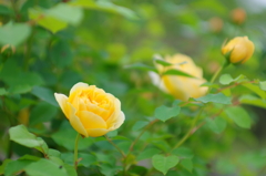 多力本願(18)