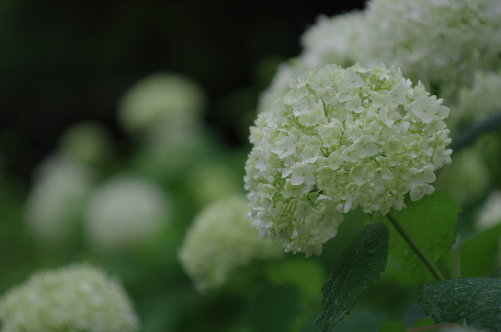 夏ぼうけ(9)