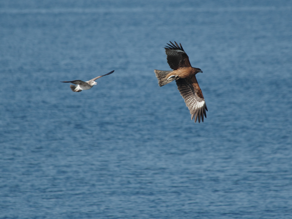 ウインターウインド(1)