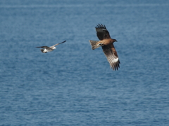 ウインターウインド(1)