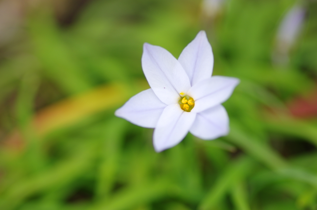 六花星（ろっかせい）(1)