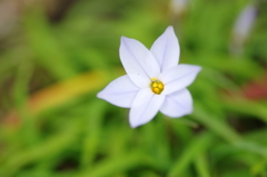 六花星（ろっかせい）(1)