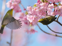 遅い早咲き(11)