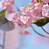 遅い早咲き(11)