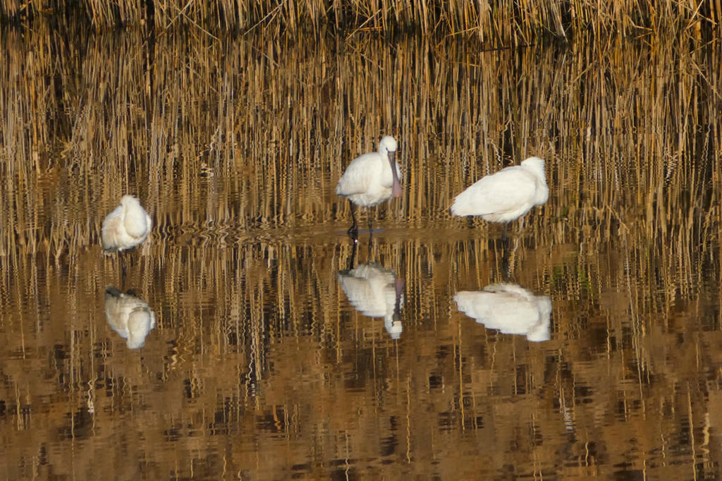 ウインターウインド(12)