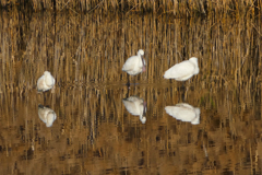 ウインターウインド(12)