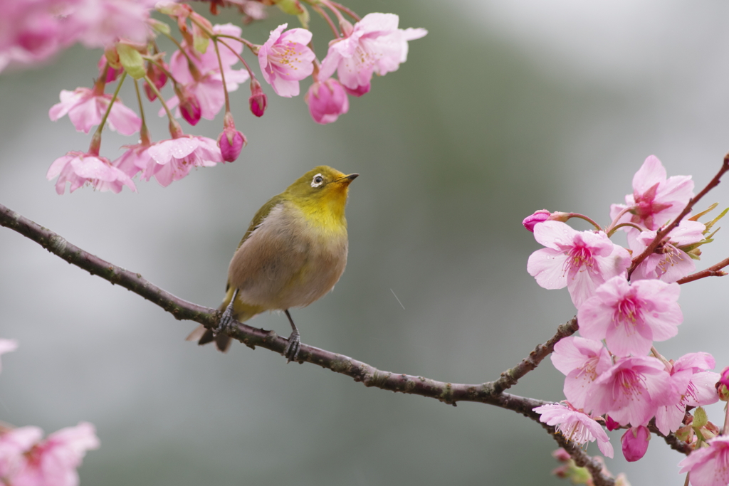 春雨の吐息(25)