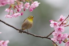 春雨の吐息(25)