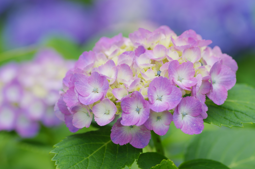 水無月の花細工(3)