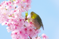 花遊び(3)