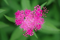 微に咲く花(1)
