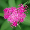 微に咲く花(1)