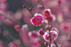 春仄か(2)