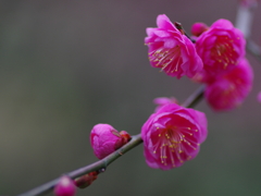 梅探し(6)