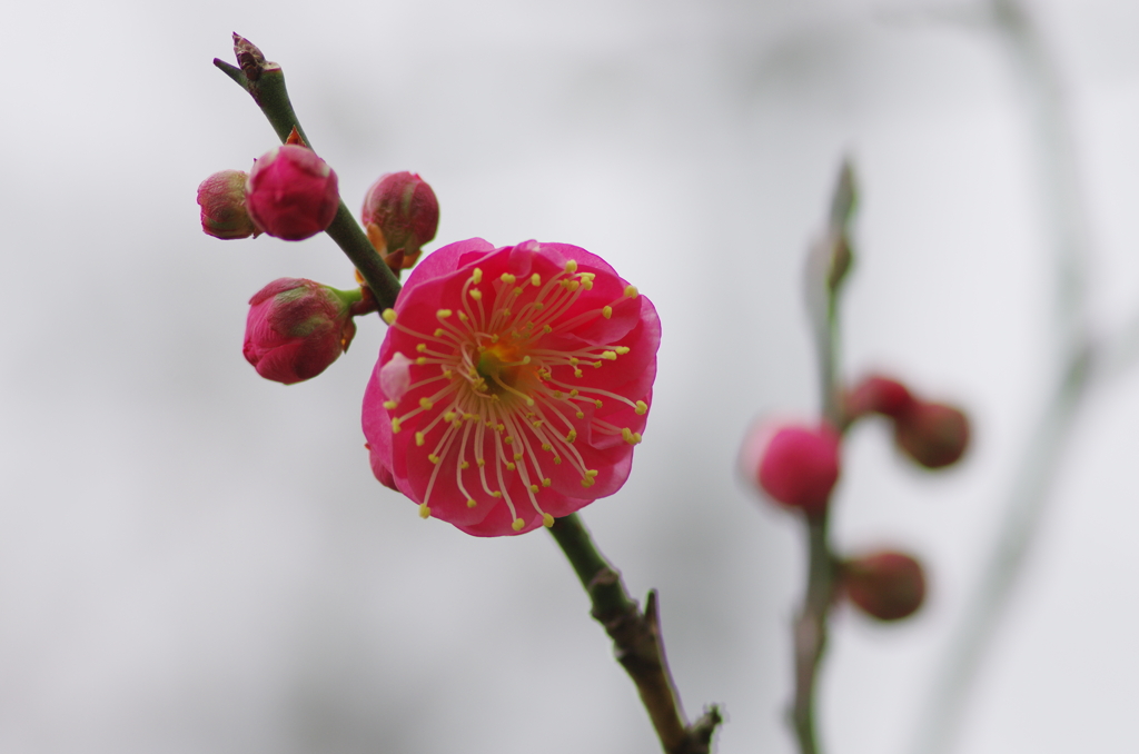 花ぐもり(5)