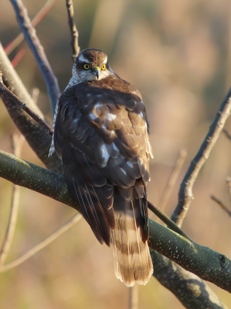 ウインターウインド(6)