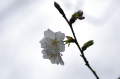 花曇り(4)