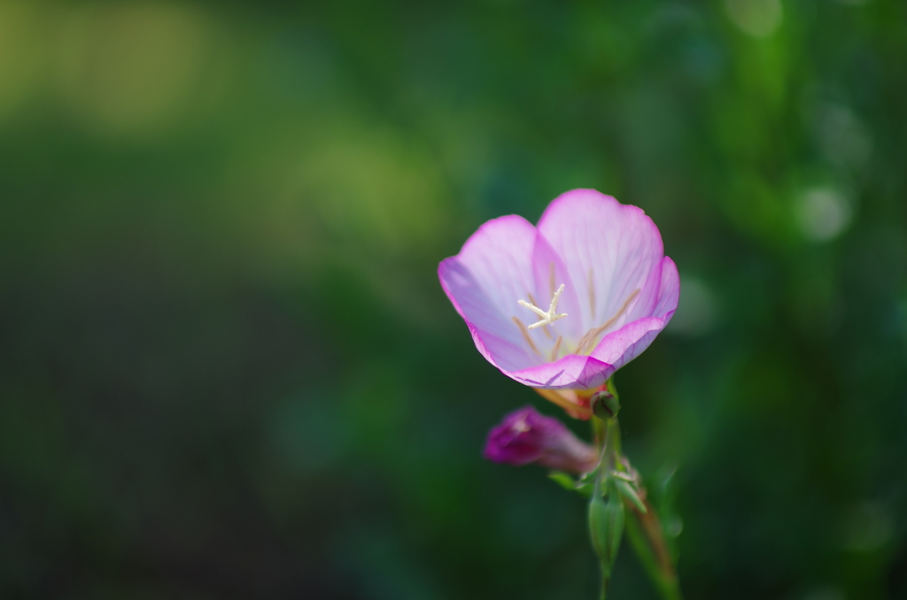 花の満ち欠け
