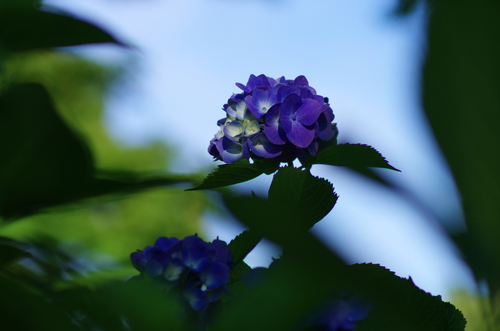 多力本願(2)