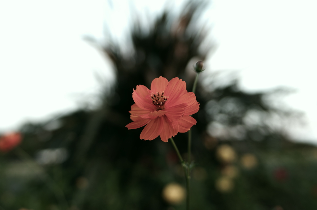 行く秋(2)