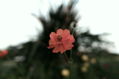 行く秋(2)