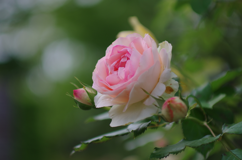 うすくれない(5)