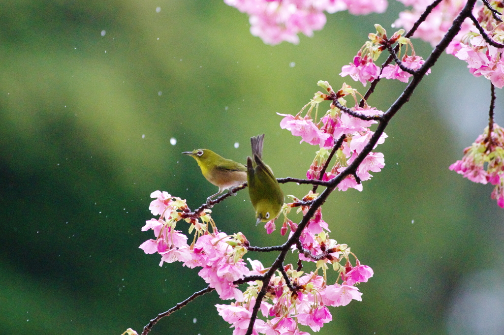 花濡れて(2)