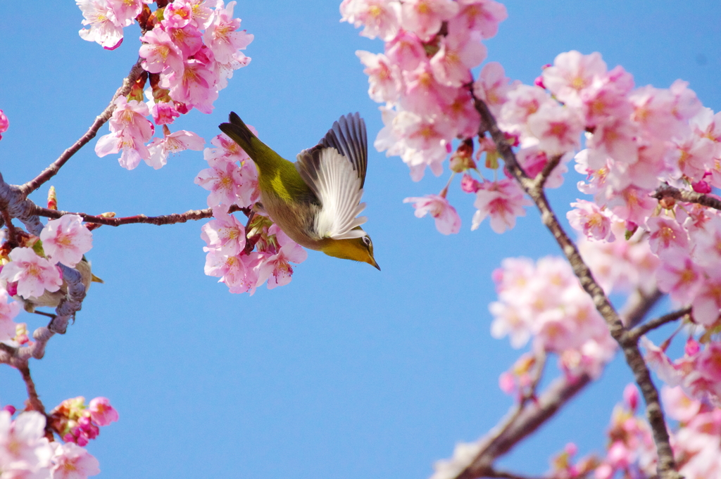 この花咲けば(7)