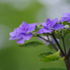 紫陽花(4)