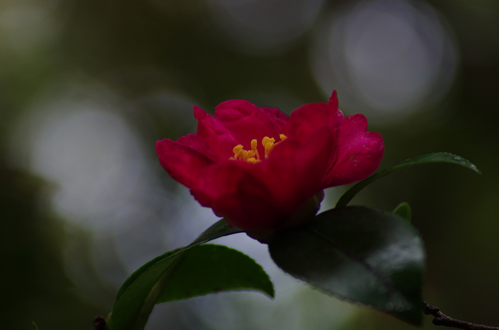 花時雨(11)