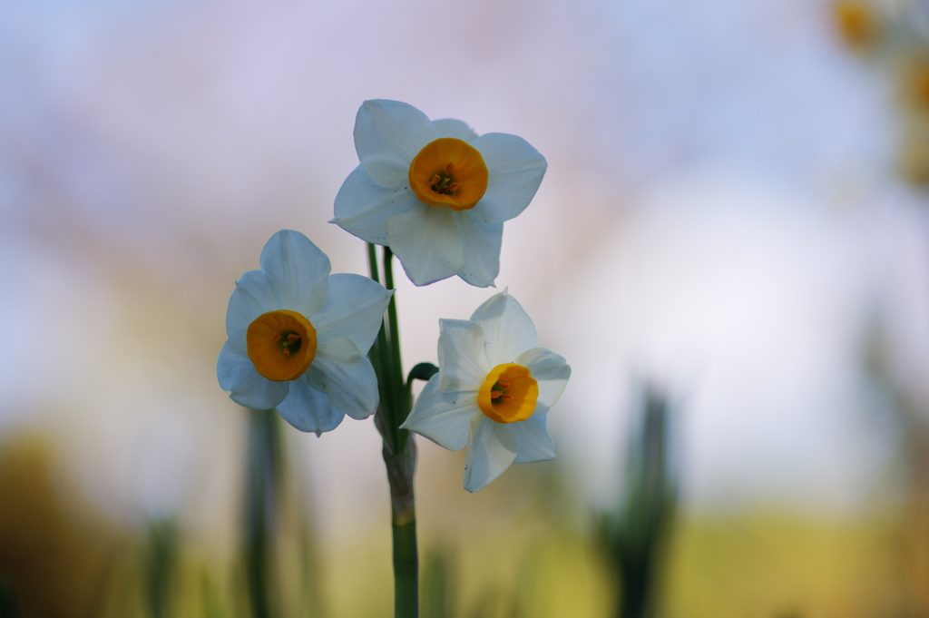 冬の花の香(6)