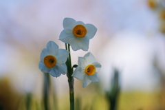 冬の花の香(6)