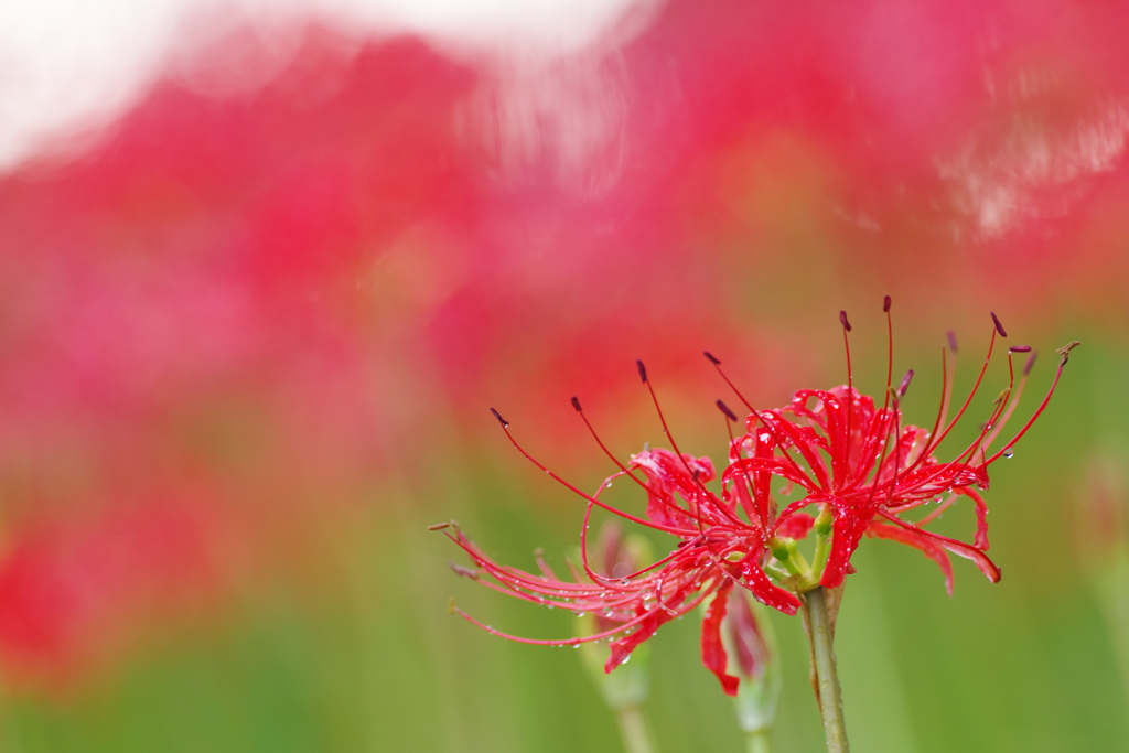 秋雨の降りる場所(1)