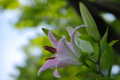 雨ニモ香ル(2)