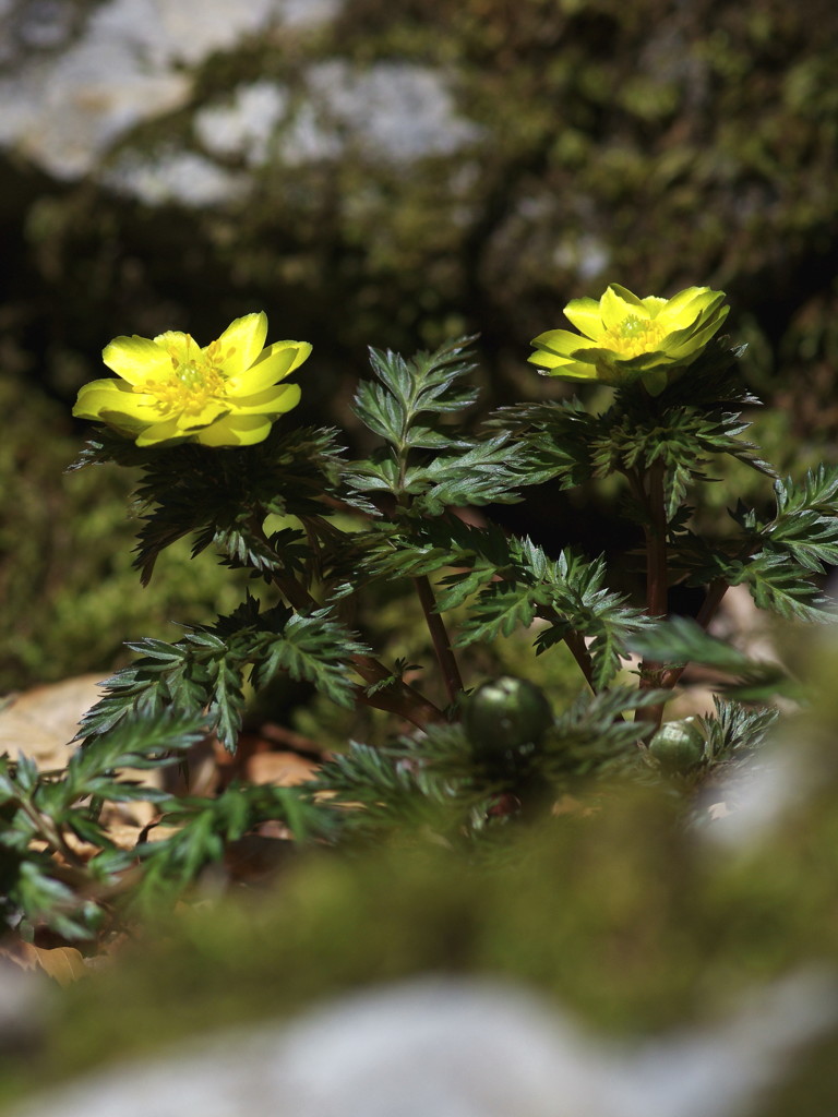 仰烏帽子山登山 春を告げる花(2)