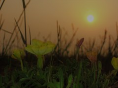 宵待ちの花